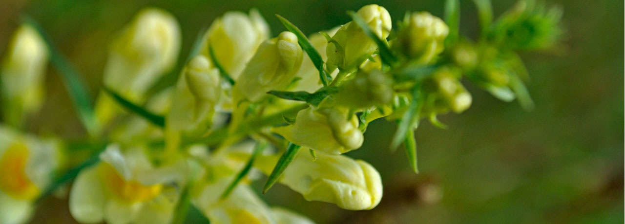 Bild: https://www.instagram.com/poisonfreeak