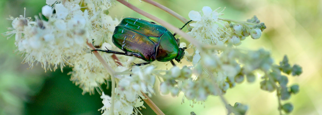 Bild: https://www.instagram.com/poisonfreeak